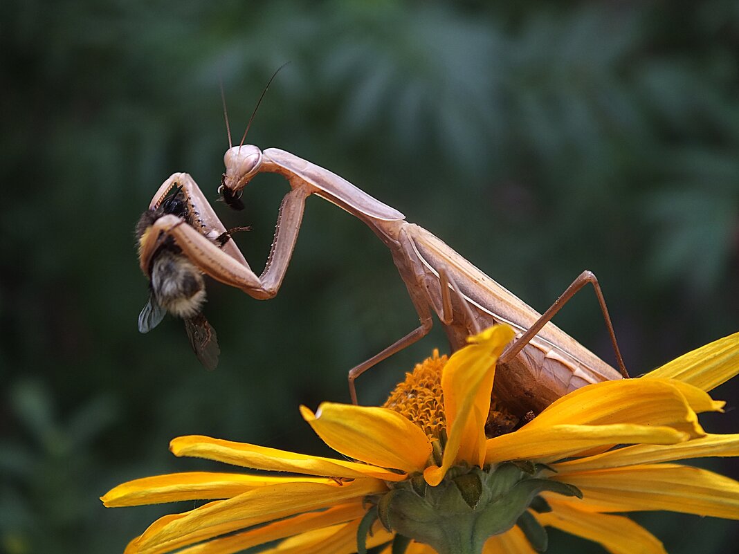 ** - Зоя Мишина