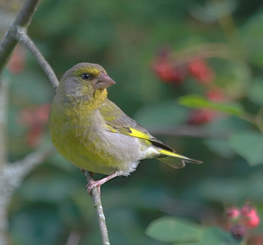 зеленушка - Andrey Bragin 
