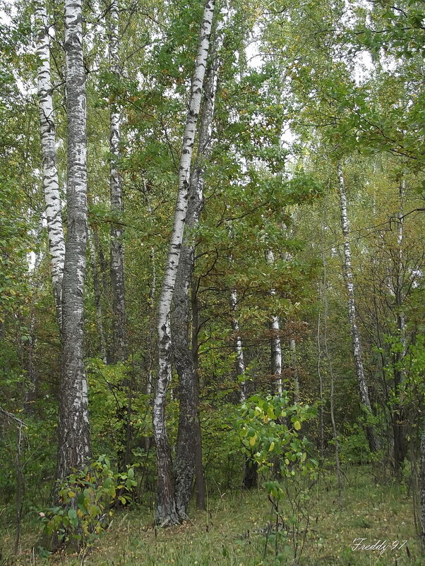 Сентябрьский лес - Freddy 97