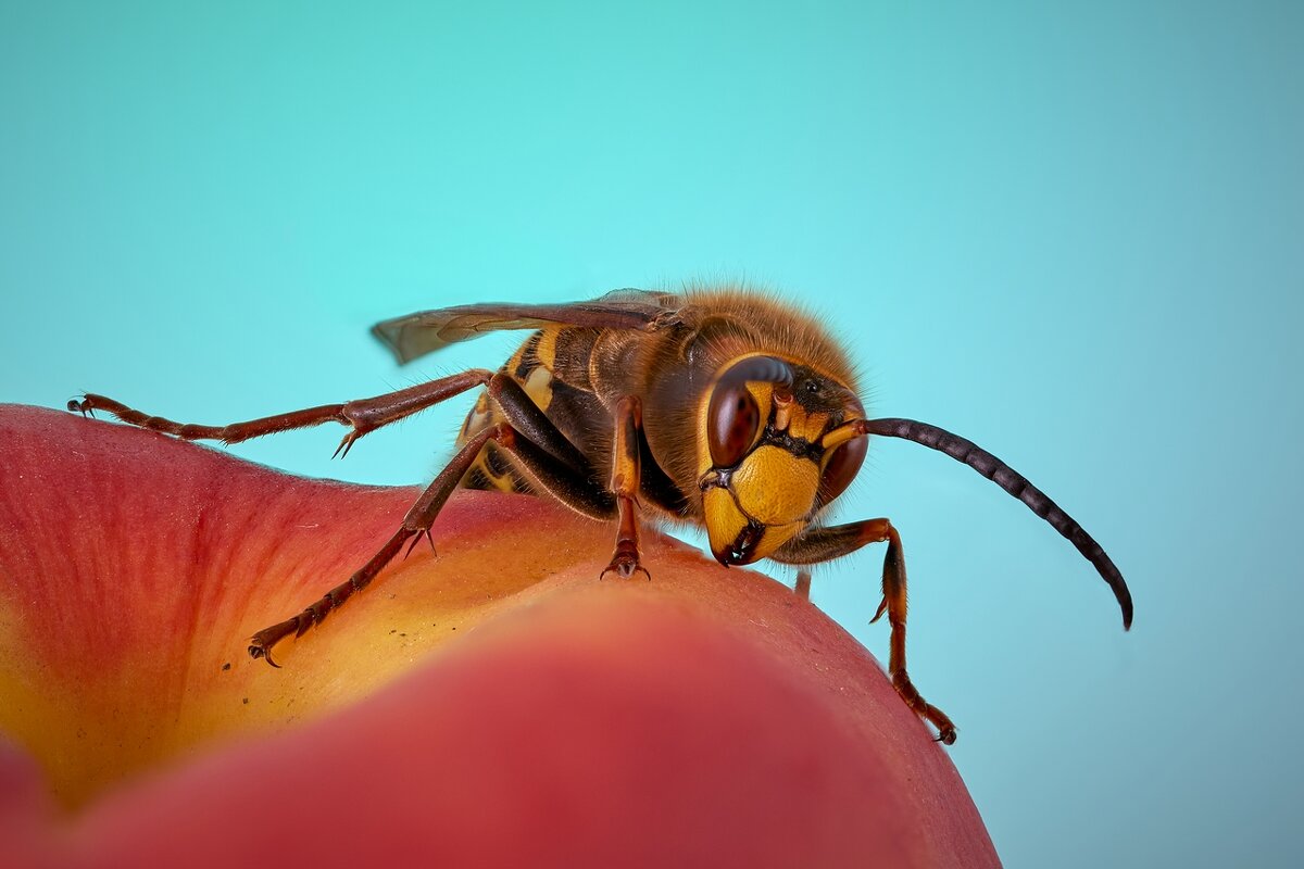 *** - Владимир 