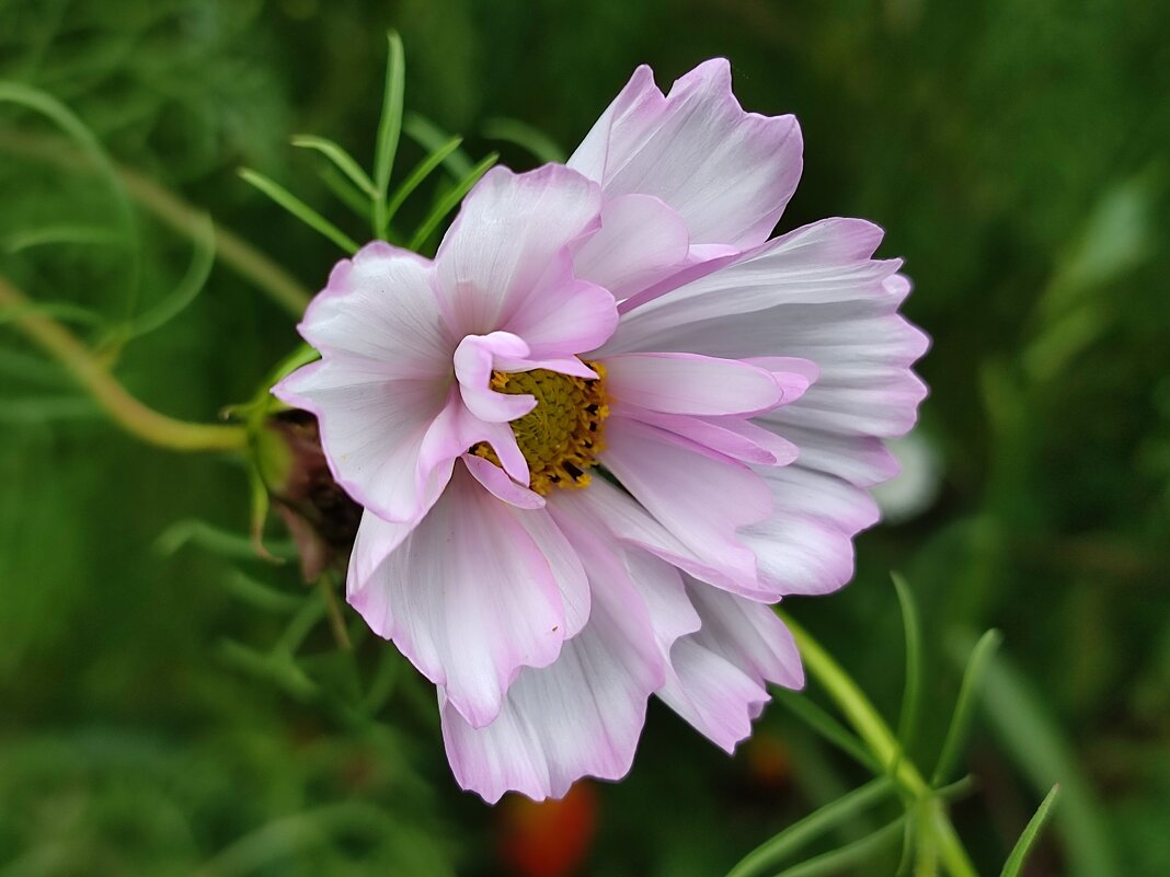 Нежность - Валентина Богатко 