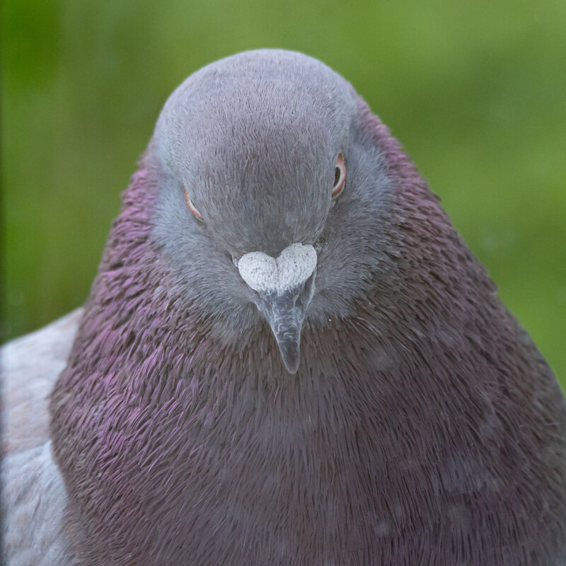 Босс - Игорь Волков Босс - Игорь Волков
