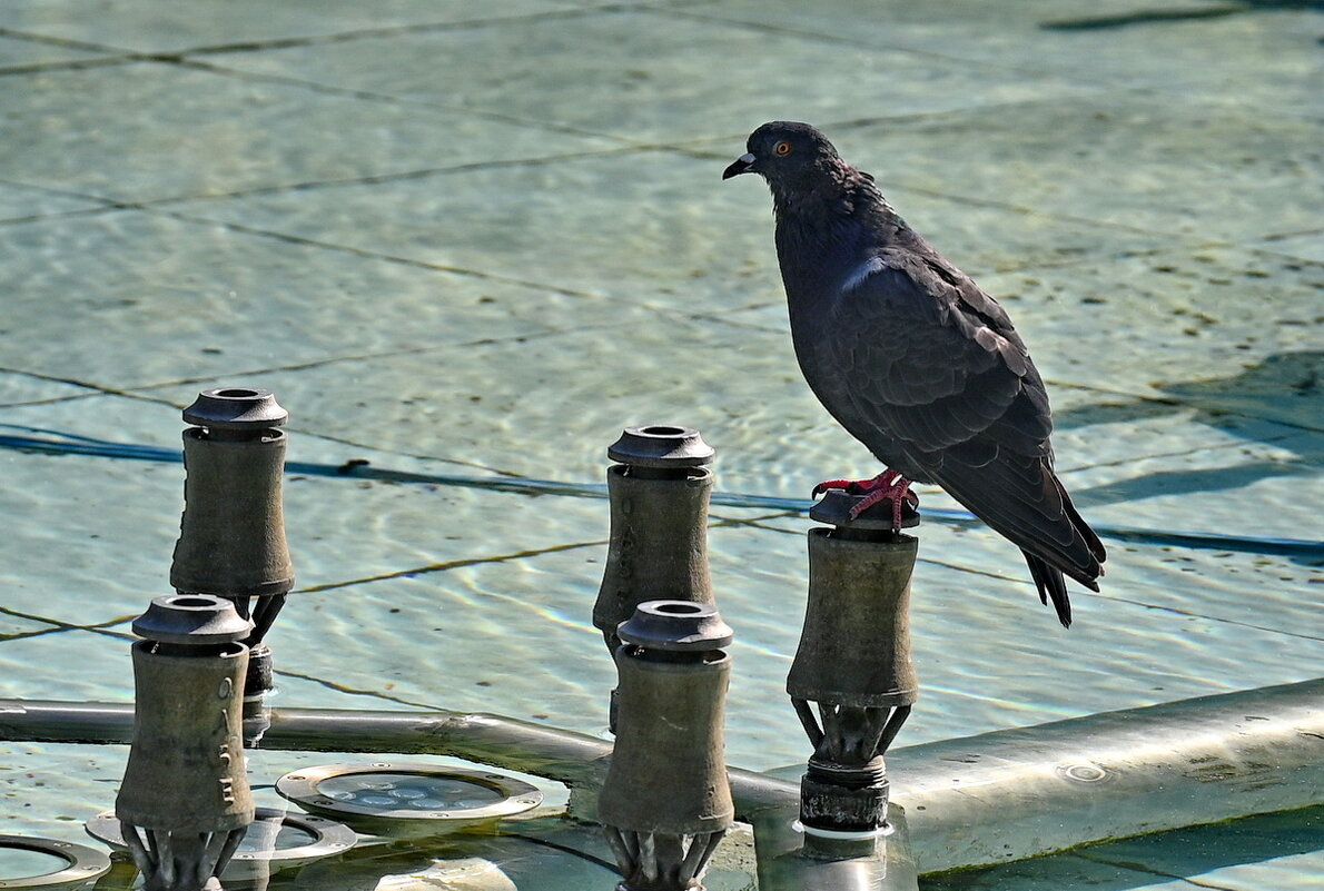 Сезон закончен... - Николай Саржанов
