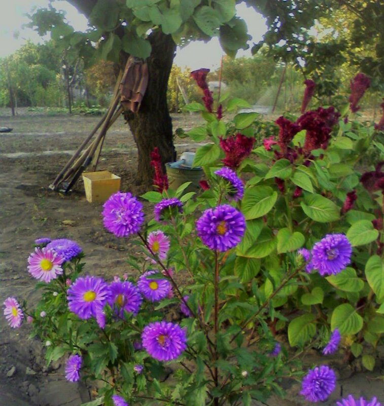 Осенний день - Наталья Осенний день - Наталья