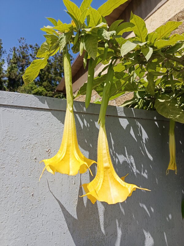 Цветение - Татьяна Пальчикова