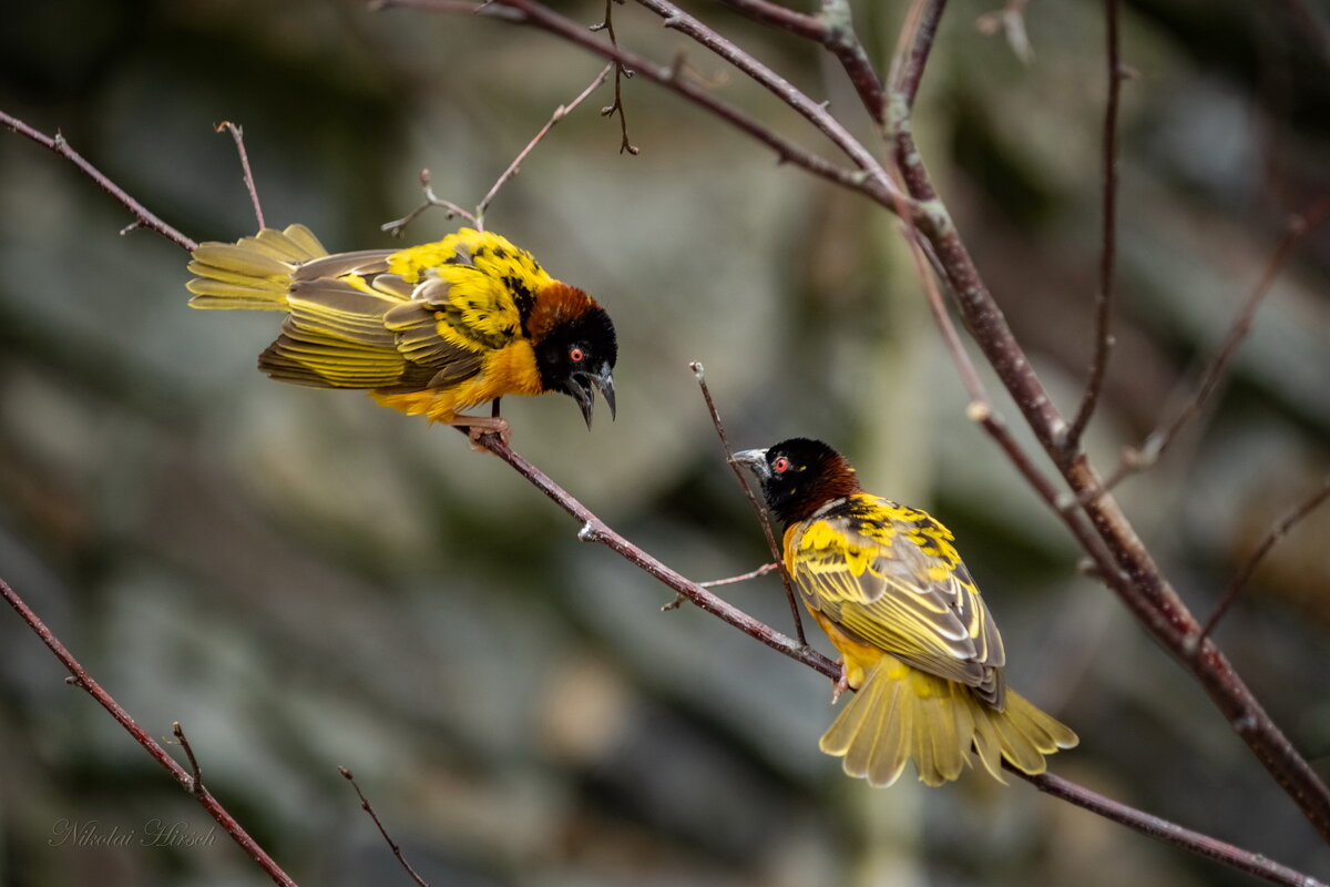 Про птичек... - Николай Гирш