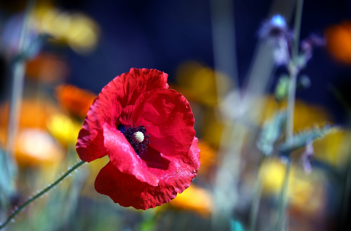 мак - Михаил Бибичков