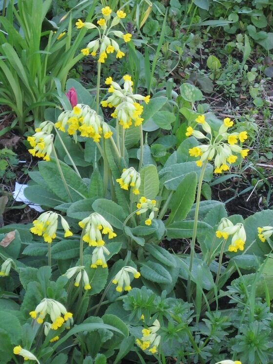 Первоцвет весенний - Дмитрий Никитин Первоцвет весенний - Дмитрий Никитин