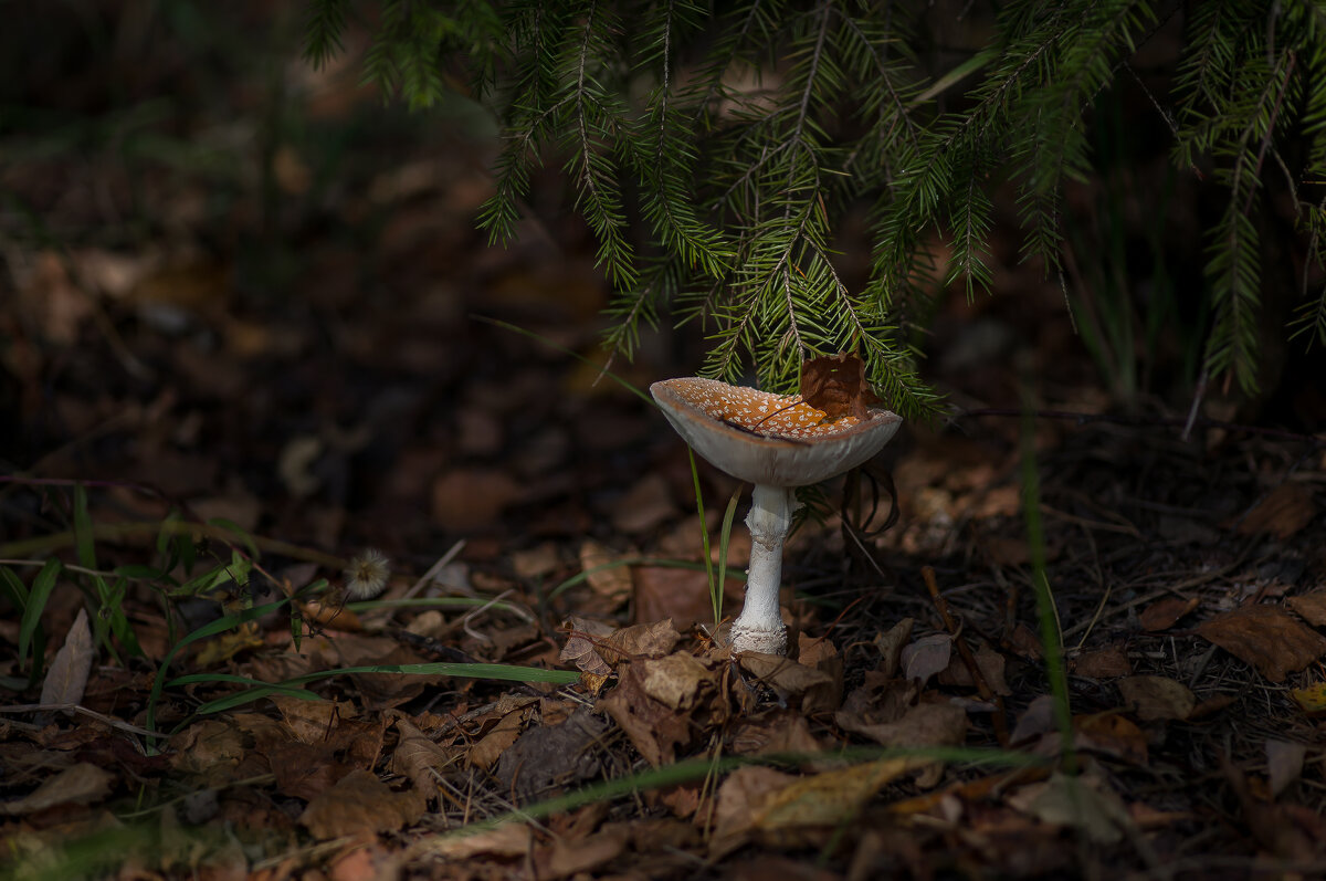 Осень пришла.... - Sergey (Apg)