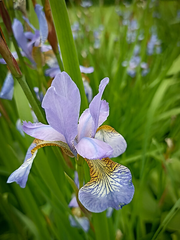 Ирисы. - Лилия *