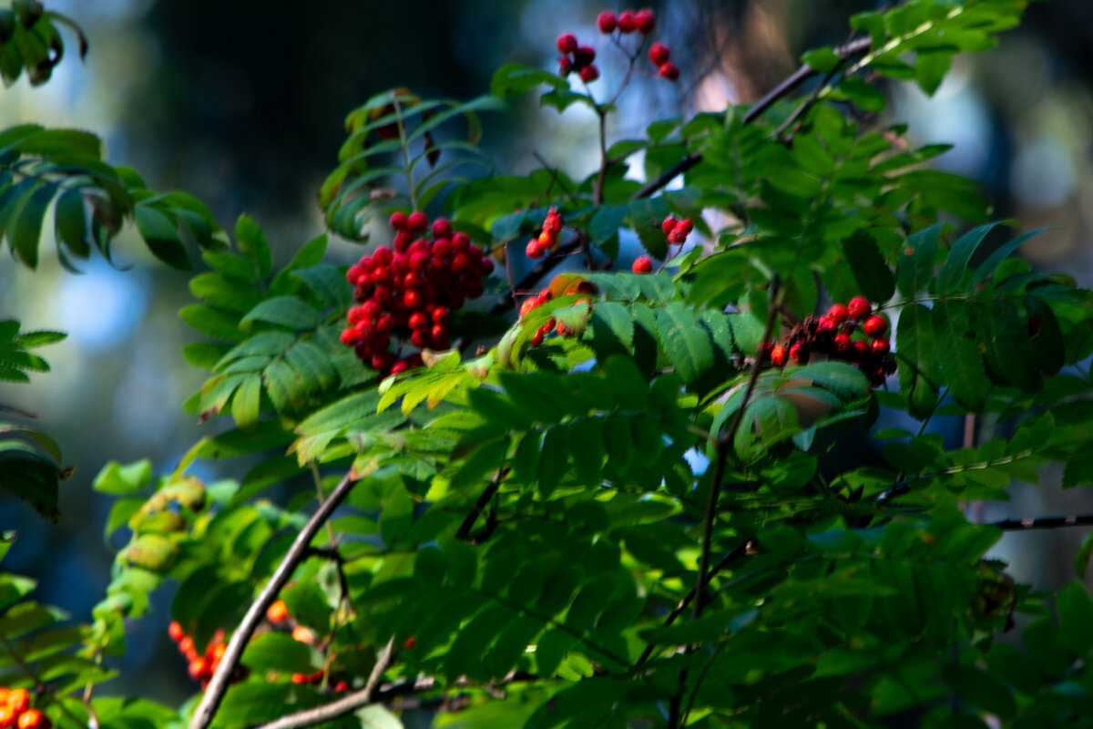 Рябина - Марина Никулина