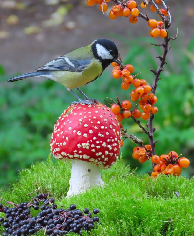 Мухомор и Большая синица - Ольга Митрофанова