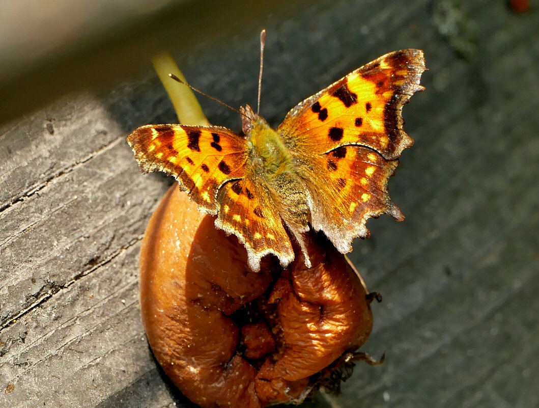 из сегодняшней съёмки 3 - Александр Прокудин