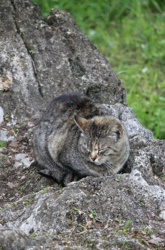 Тихий час - Наталья Герасимова