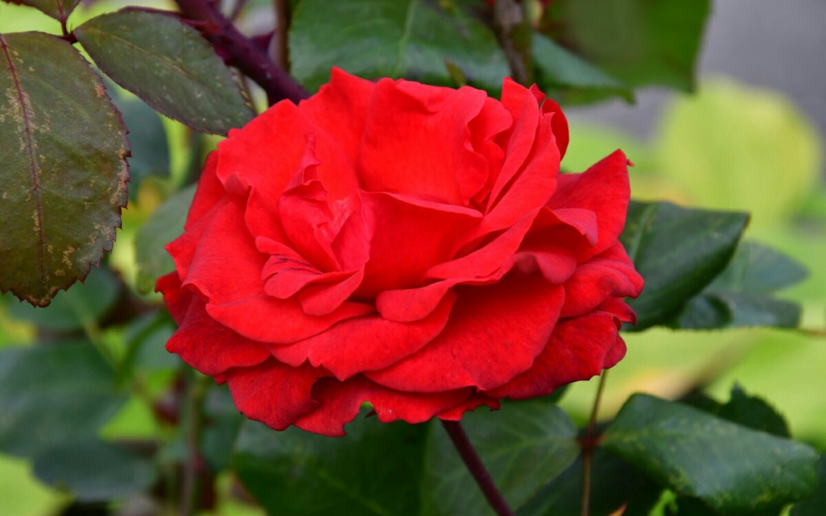 Роза сентября. - Милешкин Владимир Алексеевич Роза сентября. - Милешкин Владимир Алексеевич