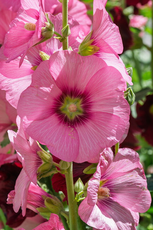 *** - Виктор Иванович Чернюк