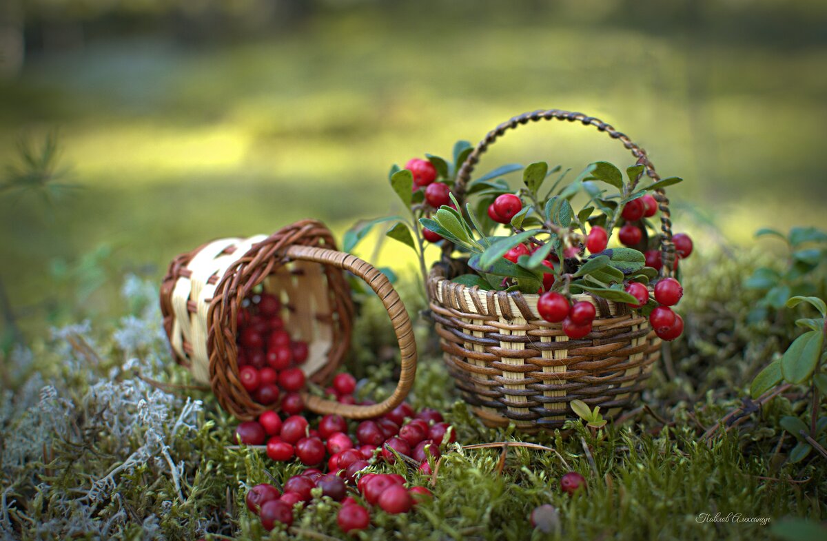 Брусничка - Aleksandr P.