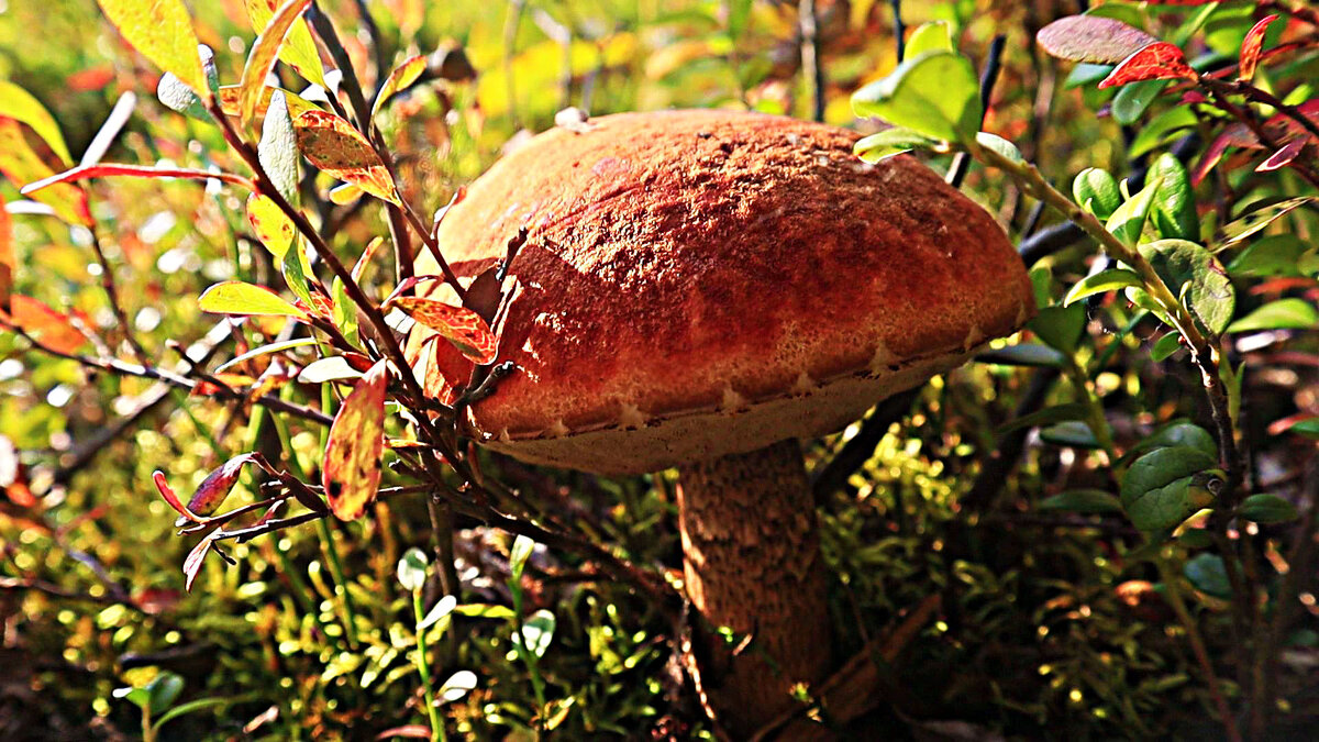 Под осенним солнцем- важный гриб! - Владимир 