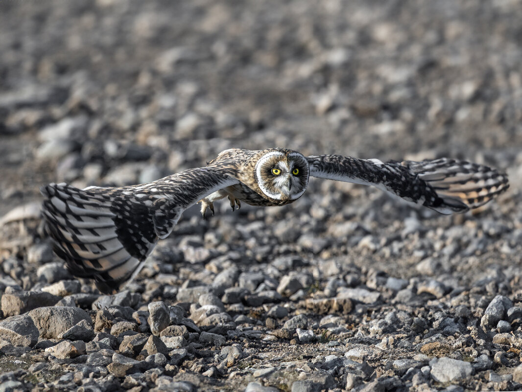 сова болотная. - юрий макаров