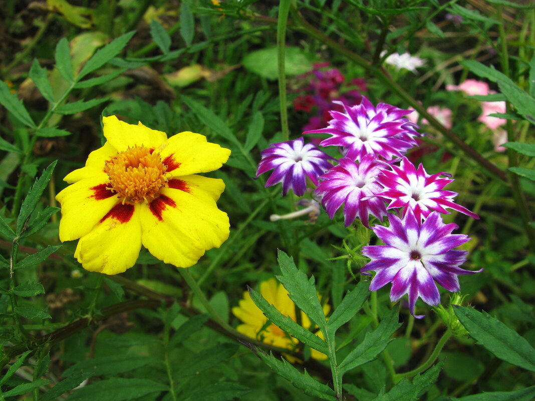 Нежное цветение - Людмила Смородинская