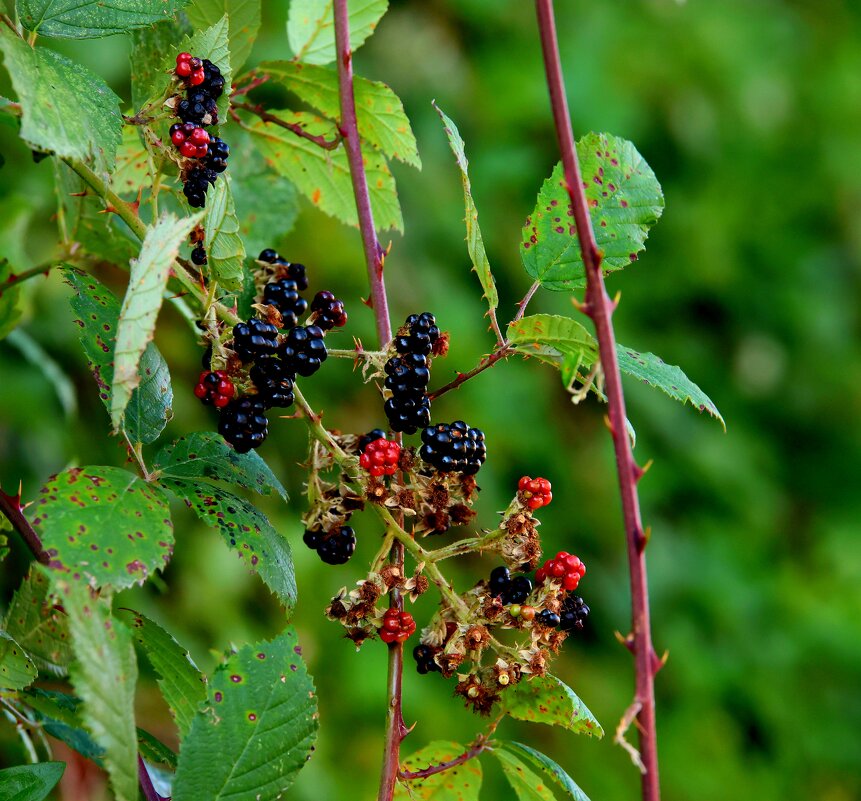 Адыгея, ежевика. - Evgeny Mameev