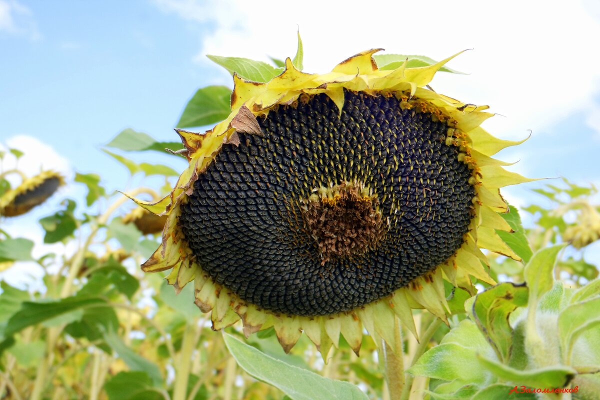 Будем с подсолнечным маслом! :-) - Андрей Заломленков
