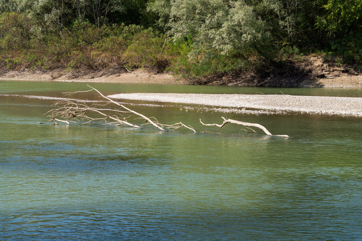 Река и деревья - Игорь Сикорский Река и деревья - Игорь Сикорский