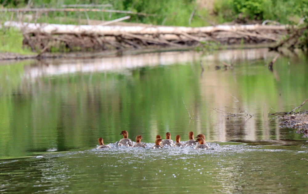 Убегают... - Галина Ильясова Убегают... - Галина Ильясова