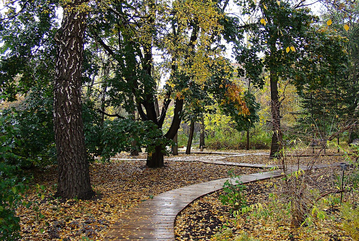 Дождь ,,,опустели дорожки,,, - Анатолий Колосов