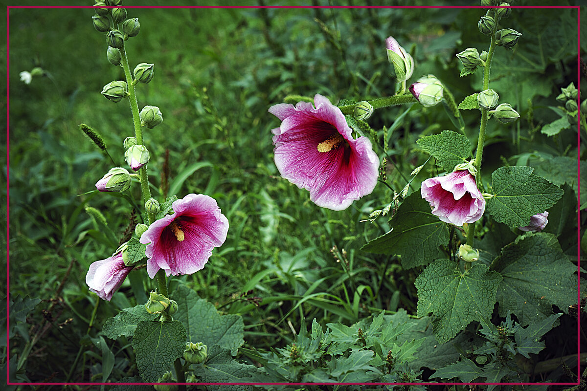 Мальва - Владимир Кроливец