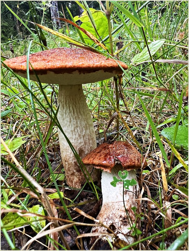 ******** - Валерия Комова