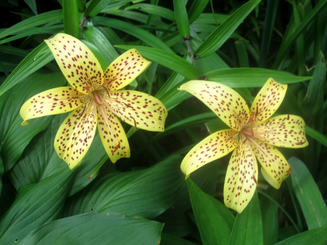 Двое - Елена Семигина