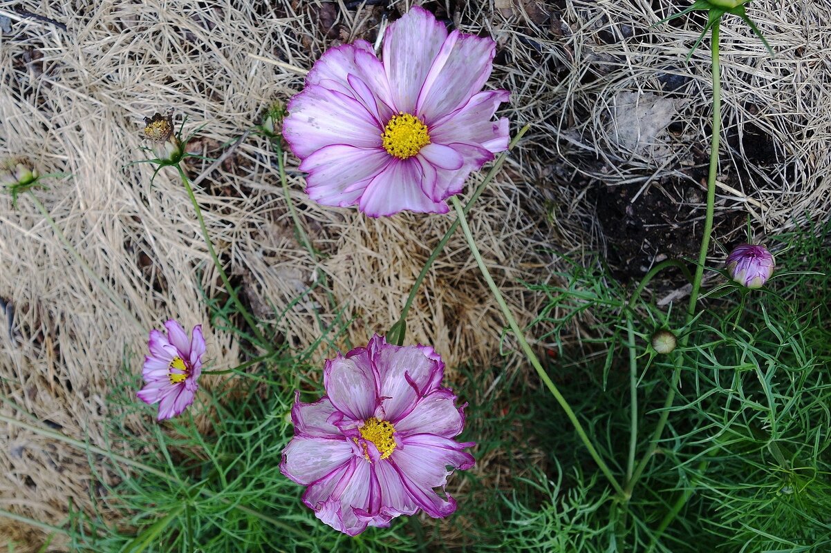 Космея - Рита Симонова