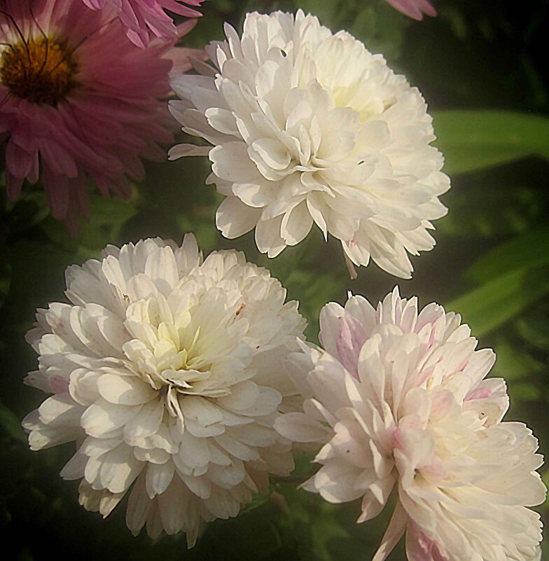 Белые хризантемы - Елена Семигина