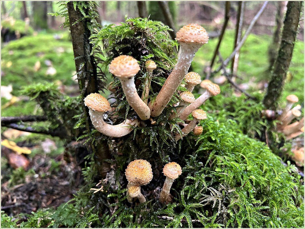 Опята. - Валерия Комова