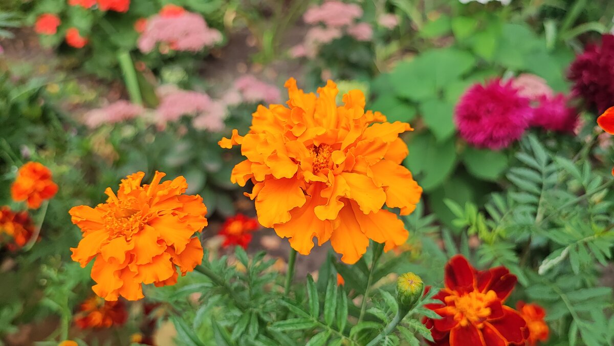 ,,, - Сергей Тимоновский