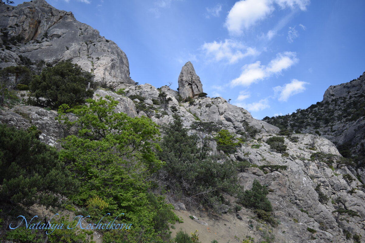 Природа Крыма - Amazing Cosmea