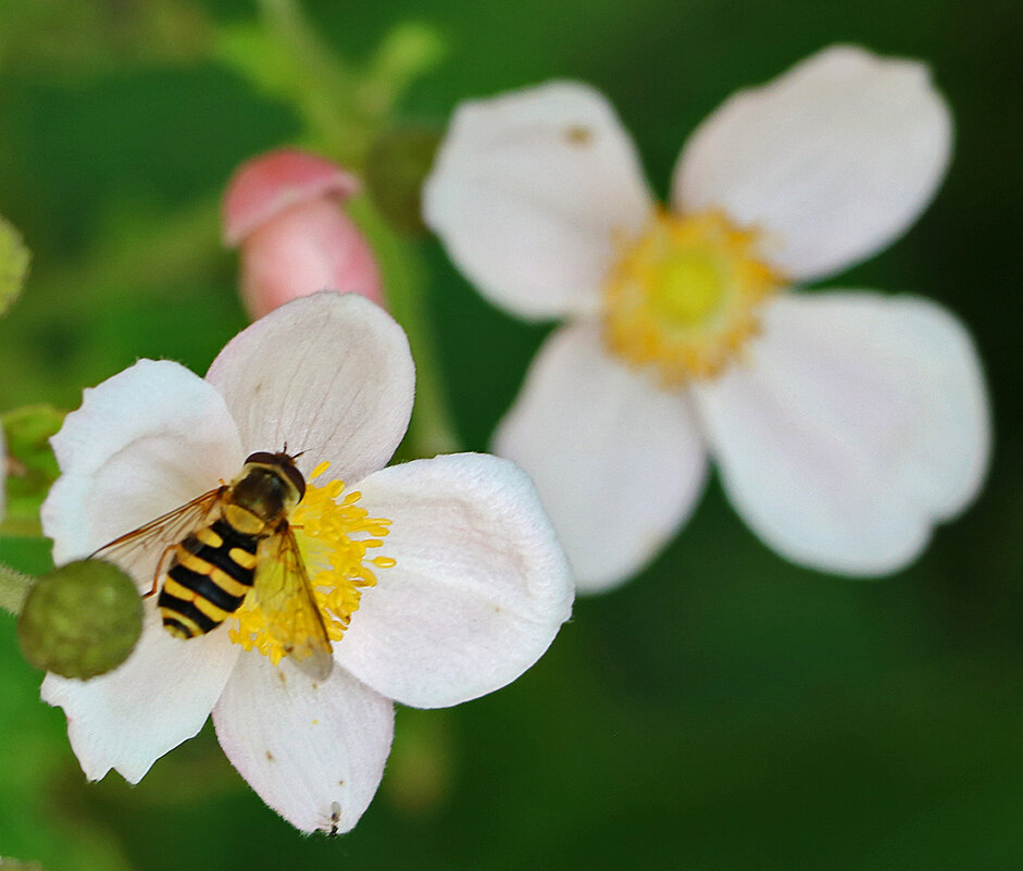 *** - Светлана 