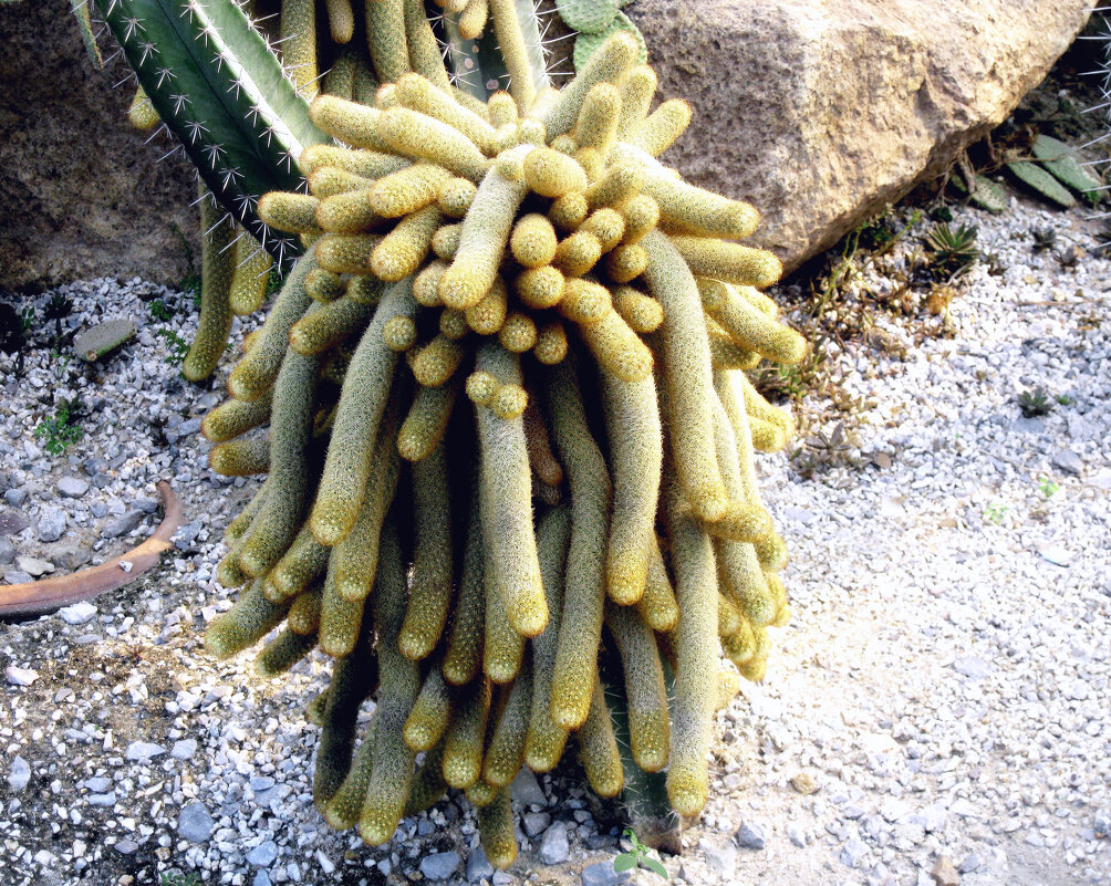 Кактус - ирина 