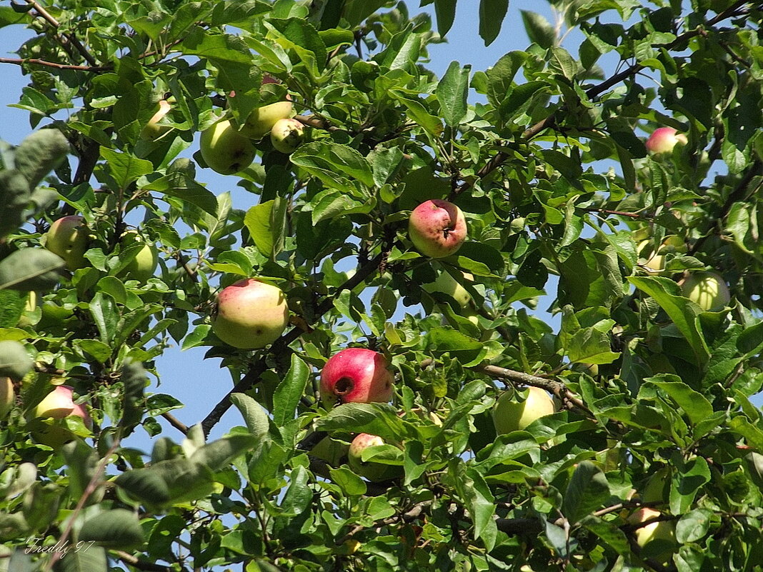 Яблонька - Freddy 97