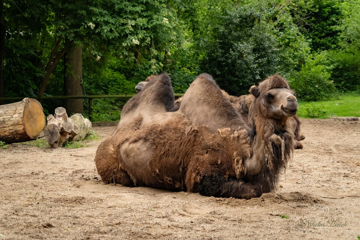 Про верблюда... - Николай Гирш