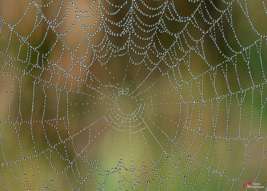 Паутинка и росинка - Андрей Пристяжнюк