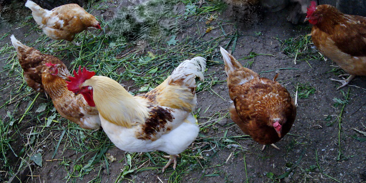 На личном подворье. - сергей ермошкин На личном подворье. - сергей ермошкин