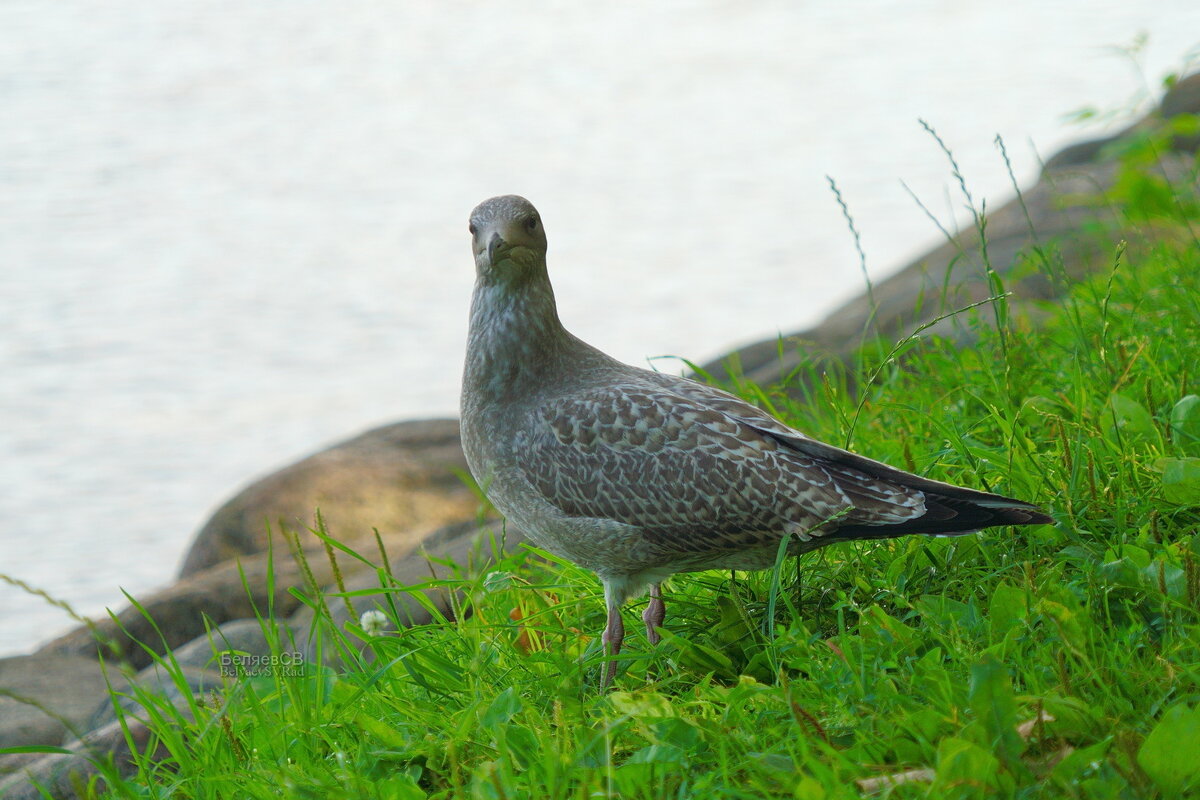 Серебристая чайка - Сергей Беляев