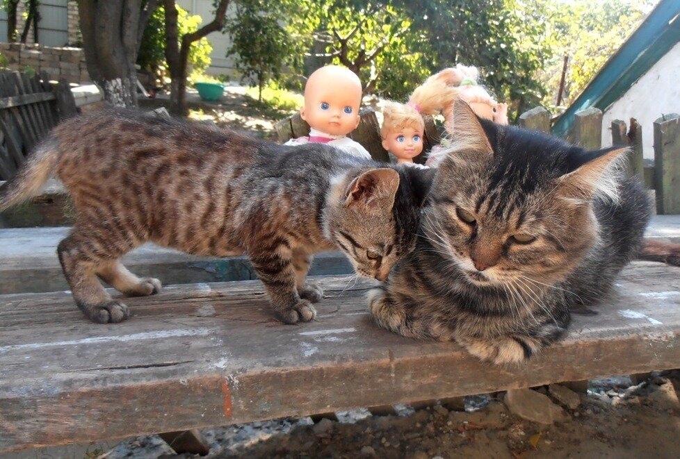 Кот Мура со своей дочерью Марысей - Наталья 