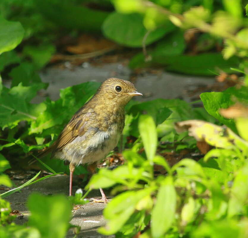 солнечными тропами шагая... - Andrey Bragin 
