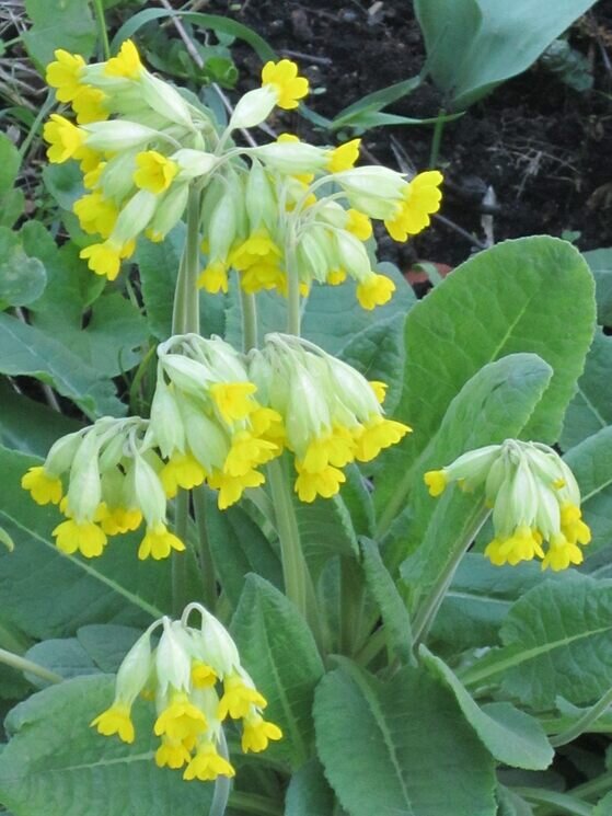 Первоцвет весенний - Дмитрий Никитин