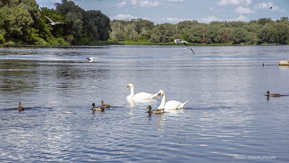 р. Нарев  (Nowy Dwór Mazowiecki) - Светлана Ищенко