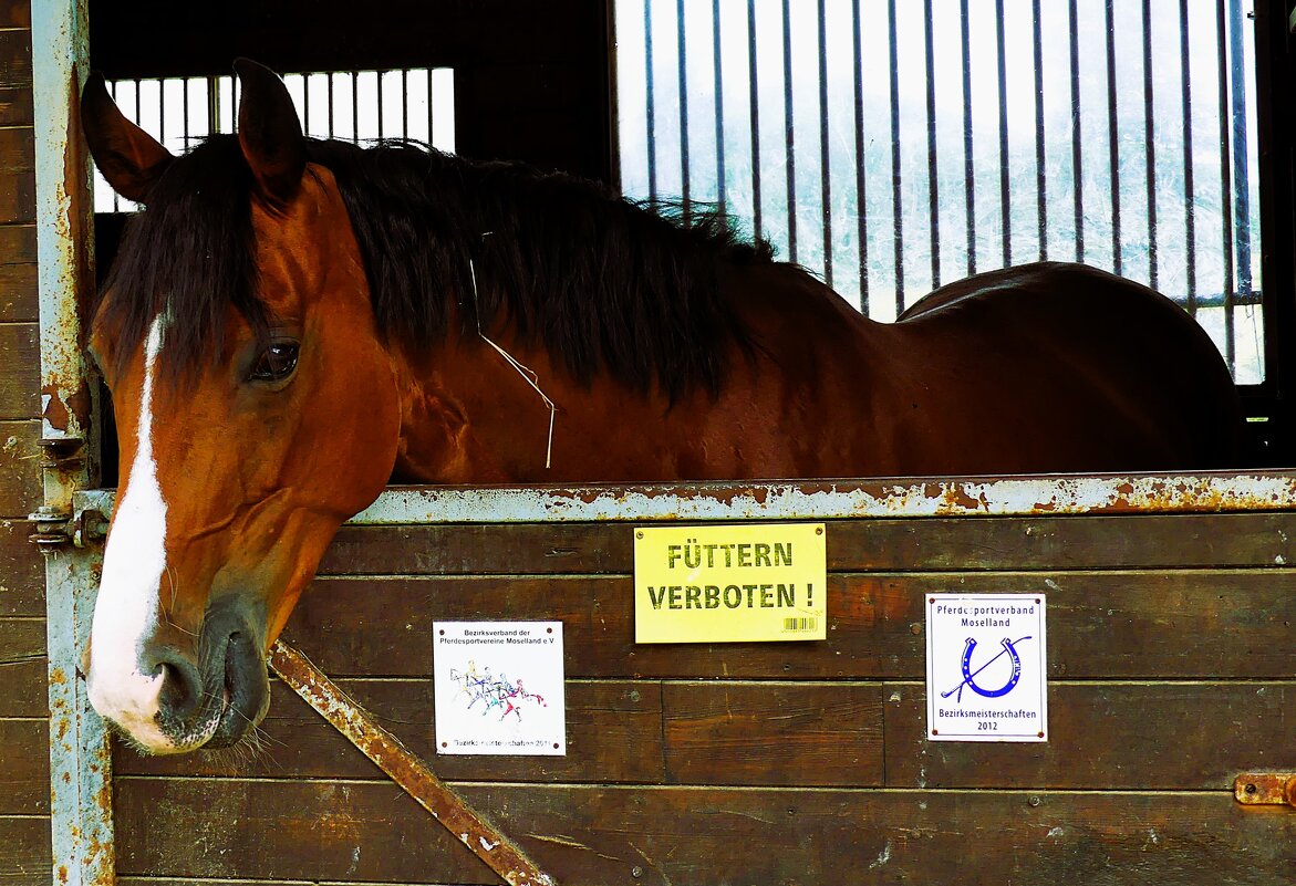 Из жизни животных(серия) - Владимир Манкер