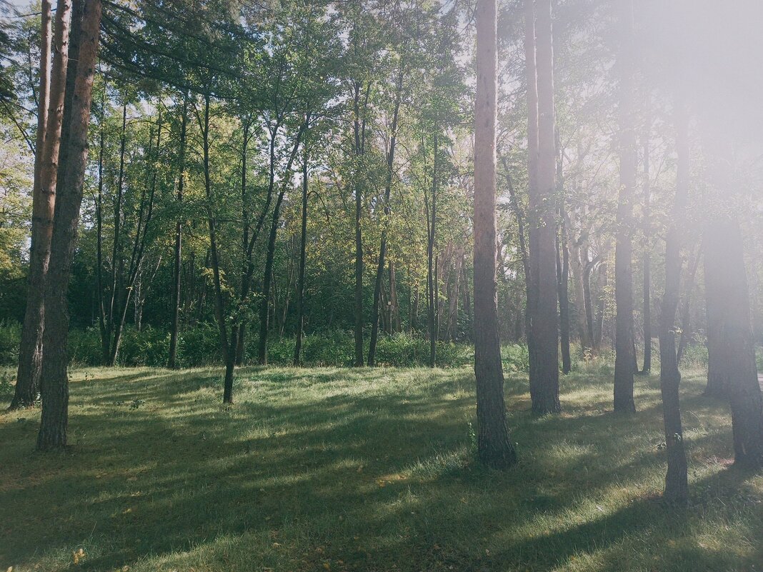 Летне, осенний лес. - Игорь Солдаткин